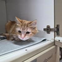 Photo of Sweet Paprika