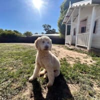 Photo of Patch And Stella Valenti