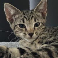 Photo of Pepe Le Pew