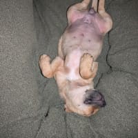 Photo of Dot