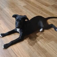 Photo of Bandit