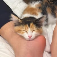 Photo of Sage & Fennel