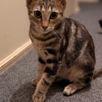 Photo of Aria
