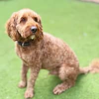 Photo of Rusty