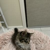 Photo of Gizmo (Was Pesto)