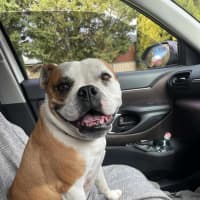 Photo of Jessie 