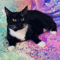 Photo of 11813   Tuxie