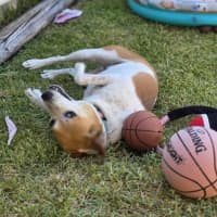 Photo of Wicket   7 Year Old Jack Russell X