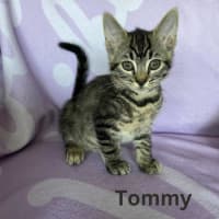 Photo of Tommy