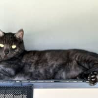 Photo of Dodge & Ada