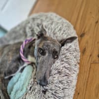 Photo of Jazzy, The 1 Year  Greyhound