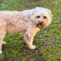 Photo of Bailey