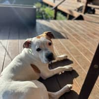 Photo of Smidge   18 Month Old Staffy X