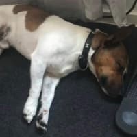 Photo of Bobo