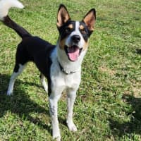 Photo of Sarge