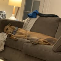 Photo of Rusty, The Greyhound