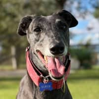 Photo of Eowyn The Greyhound