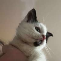 Photo of Gizmo / Molly Moo