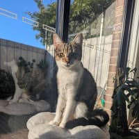 Photo of Dottie Golden