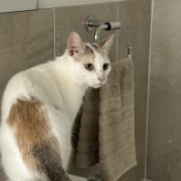 Photo of Sesame   Now At Pet Quarters Belmont