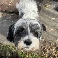 Photo of Abby🌞4yo, Shih Tzu X Maltese(on Trial 12/8/24)