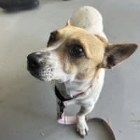 Photo of Patches