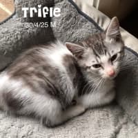 Photo of Trifle