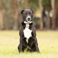 Photo of Whiskey