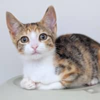 Photo of Willow