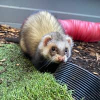 Photo of Sid & Digby