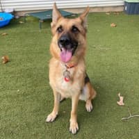 Photo of Maple