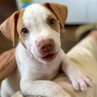 Photo of Reggie/Jingle