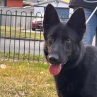 Photo of Luna
