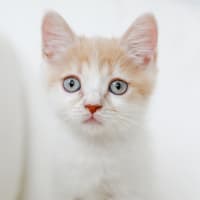 Photo of Padfoot