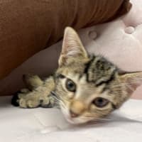 Photo of Nala