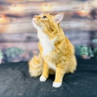 Photo of Thelonious   Located In Fitzroy 