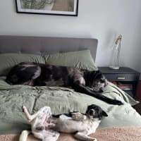 Photo of Jiminy Cricket