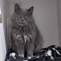 Photo of Willow