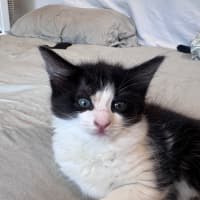 Photo of Twinkle Toes