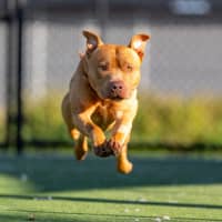 Photo of Theo Imp 690