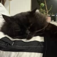 Photo of Jet   9 Year Old Domestic Long Hair