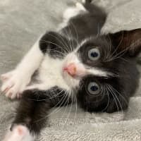 Photo of Thomas The Talker