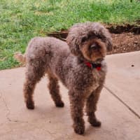 Photo of Harry Valenti