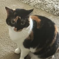 Photo of Rosie & Callie Need Another Chance