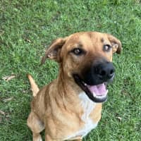 Photo of Bronco