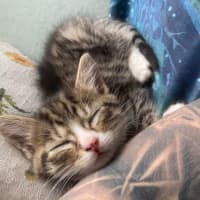 Photo of Camp Chair (Cc)