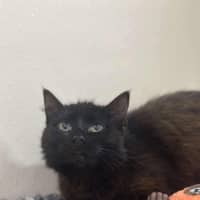 Photo of 🌱 Petunia 5628 🌱