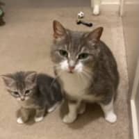 Photo of Ranger *9 Lives Project Rescue*