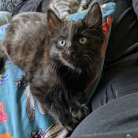 Photo of Loki