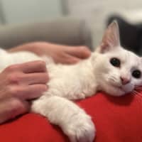 Photo of Frankie